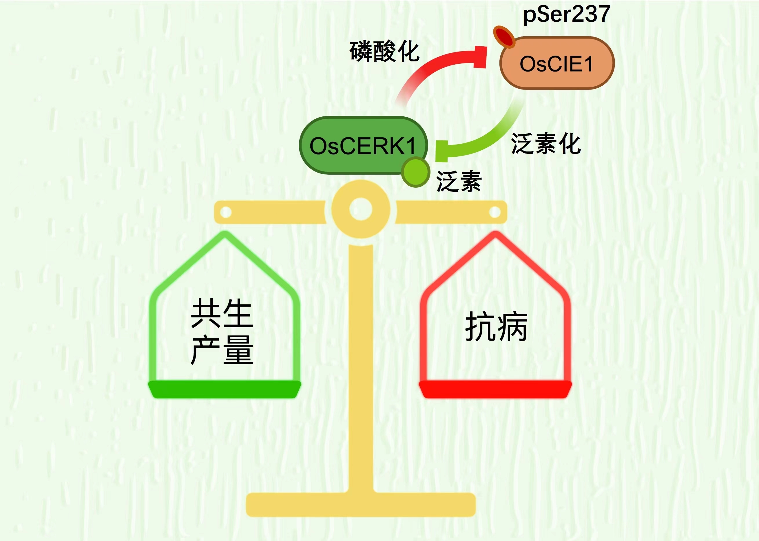 新澳精準(zhǔn)資料免費(fèi)提供生肖版,完善的機(jī)制評估_迷幻版7.041