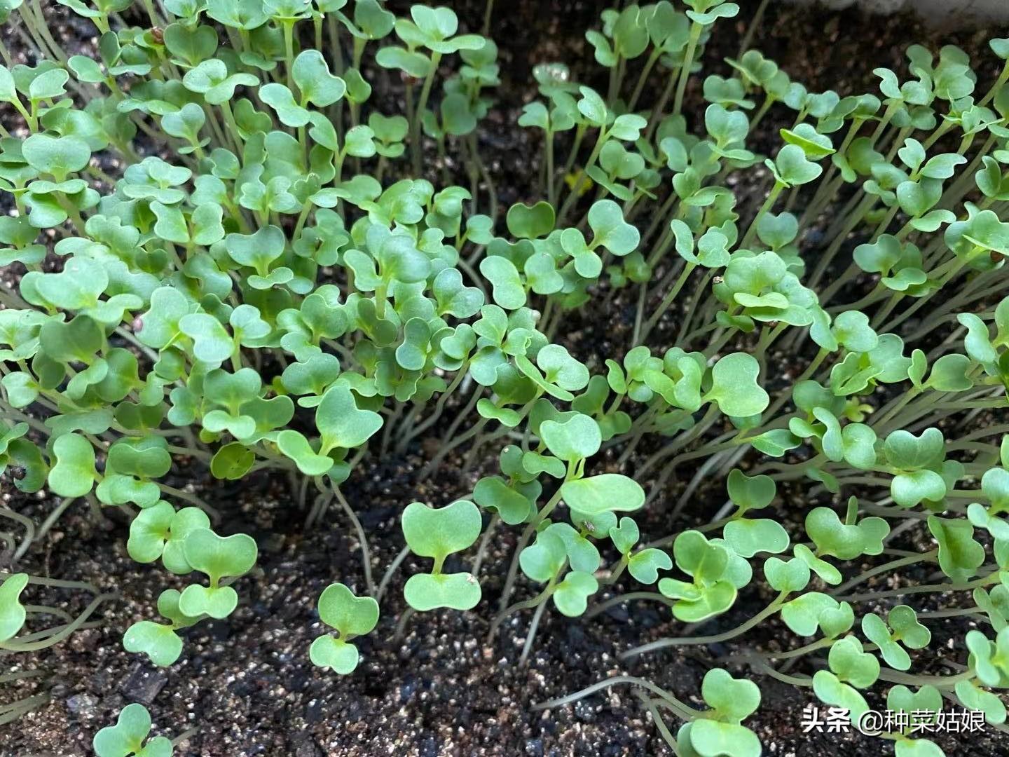 最新小白菜，农田到餐桌的全流程解析