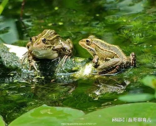 聽蛙下載，獨特音樂體驗之旅探索