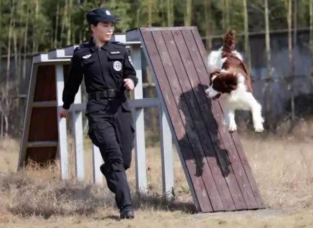 警花與警犬，下載背后的情感紐帶與故事揭秘