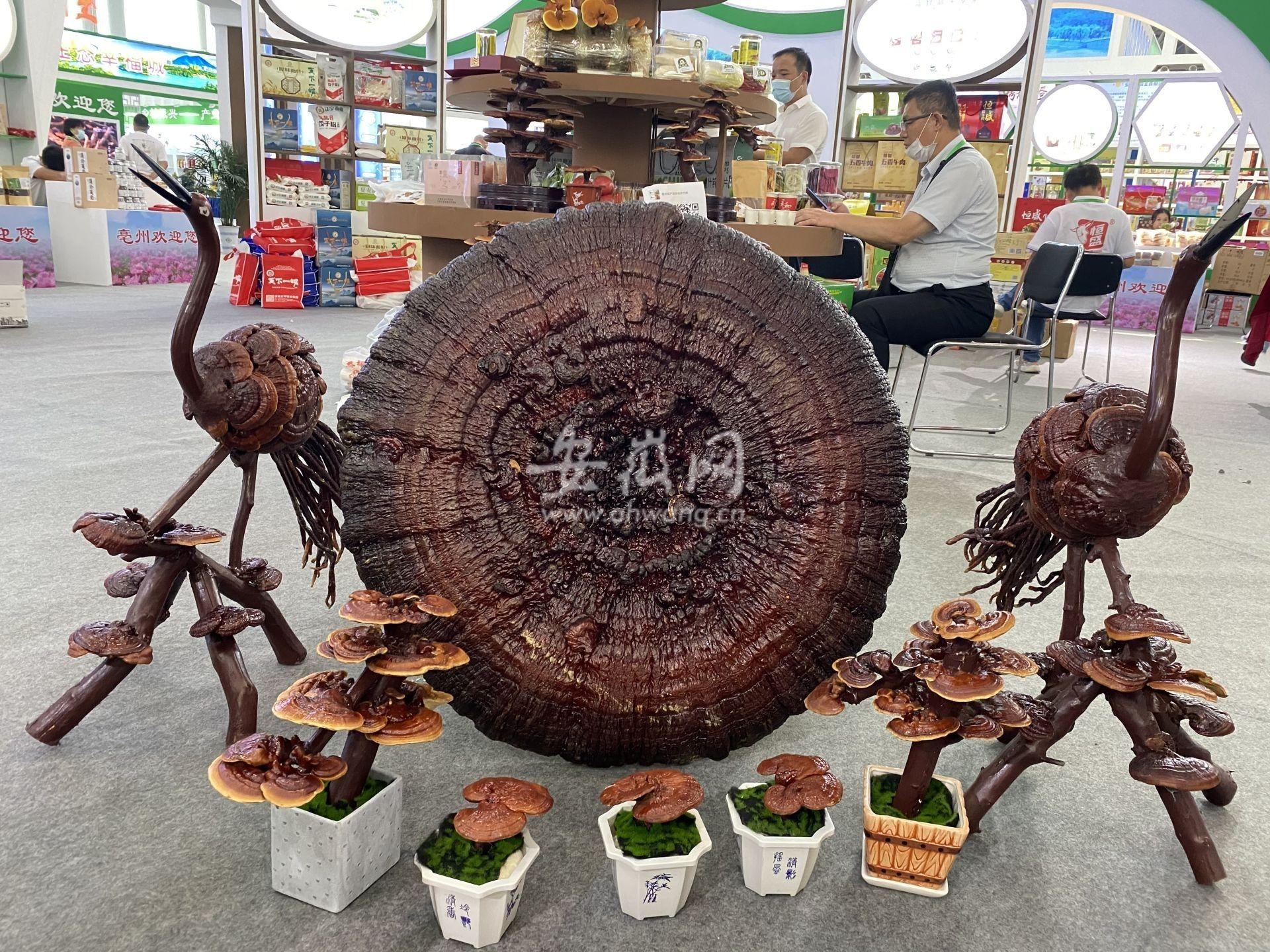 最強(qiáng)蝸牛神秘彩蛋揭秘，探索神秘世界的驚喜之旅