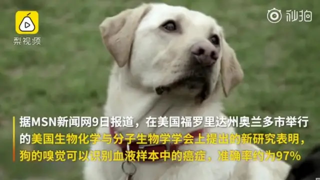 狗狗新闻速递，最新动态探索狗狗世界