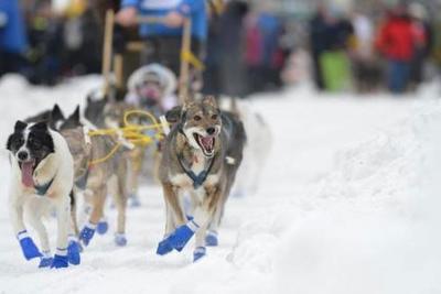 雪地黄金犬，在线播放的魅力与探险之旅启程！