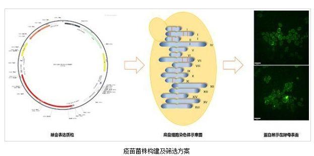 疫苗股最新资讯深度解读